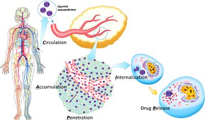 Platelet-promoting drug delivery efficiency for inhibition of tumor growth, metastasis, and recurrence